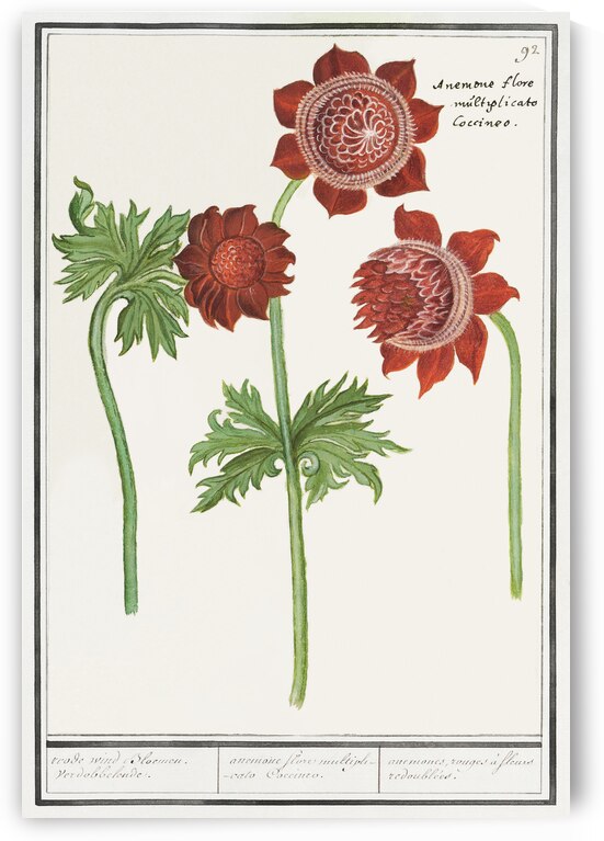 Anemone flower in vintage style by IStockHistory com