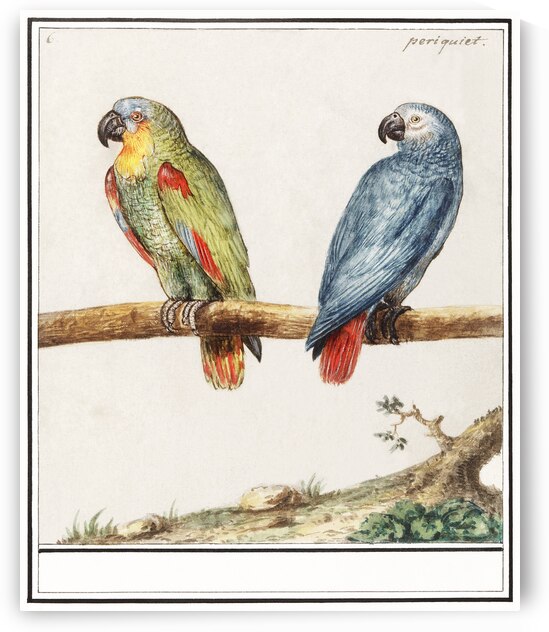 Parrots in vintage style by IStockHistory com