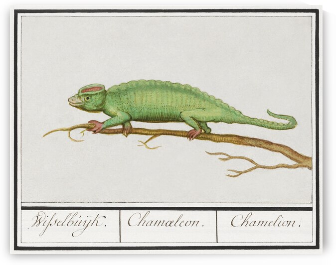 Chameleon in vintage style by IStockHistory com