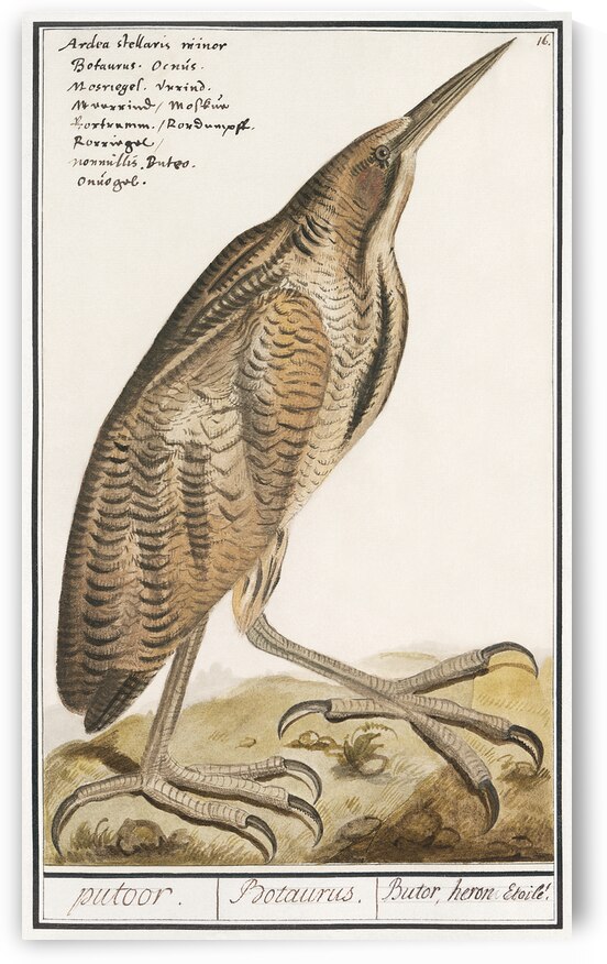 Bittern in vintage style by IStockHistory com