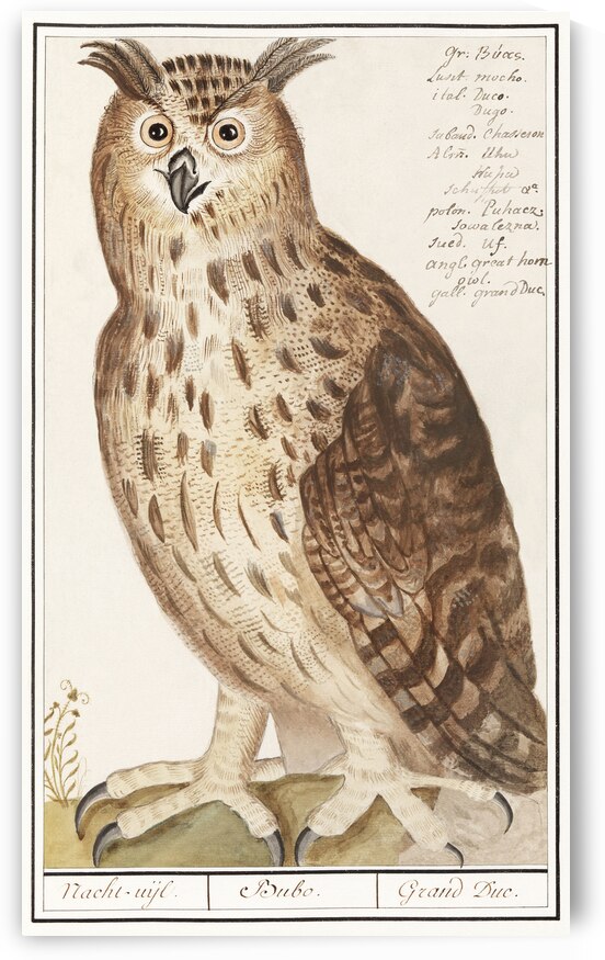 Eagle owl in vintage style by IStockHistory com