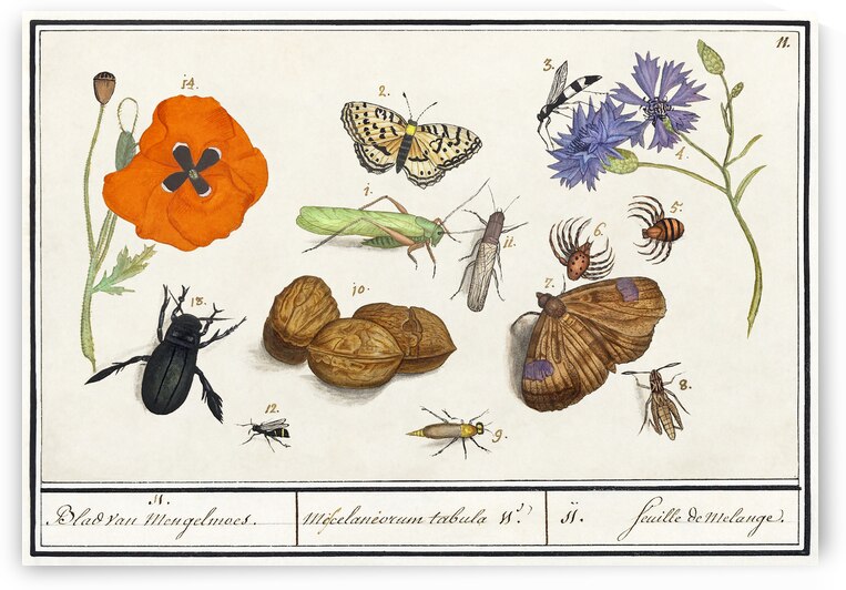 Wallcreeper in vintage style by IStockHistory com