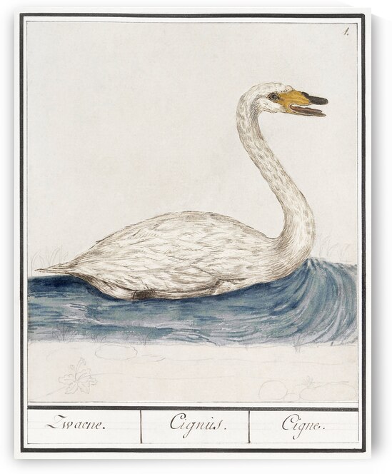 Wild swan in vintage style by IStockHistory com