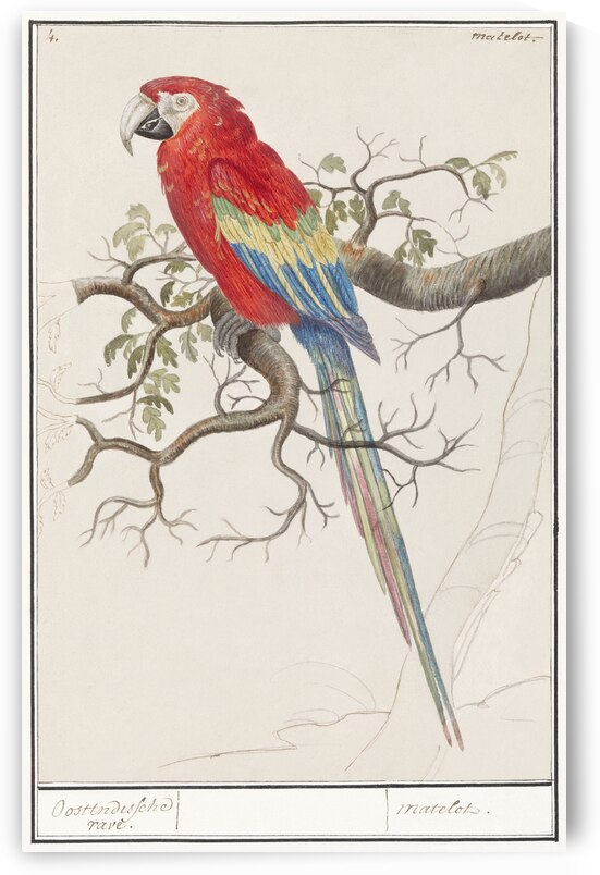 Scarlet macaw in vintage style by IStockHistory com
