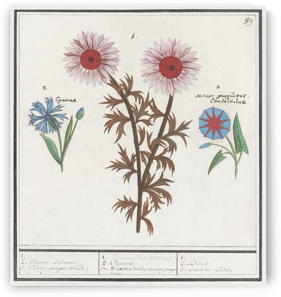 Bachelors button and morning glory by IStockHistory com