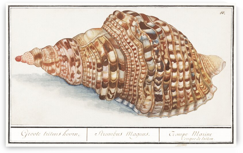 Tritons trumpet in vintage style by IStockHistory com