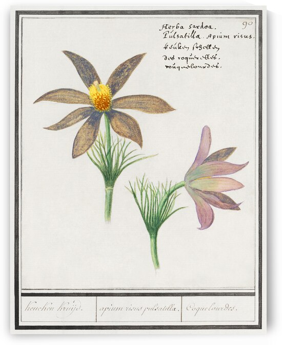 Pasque flower in vintage style by IStockHistory com