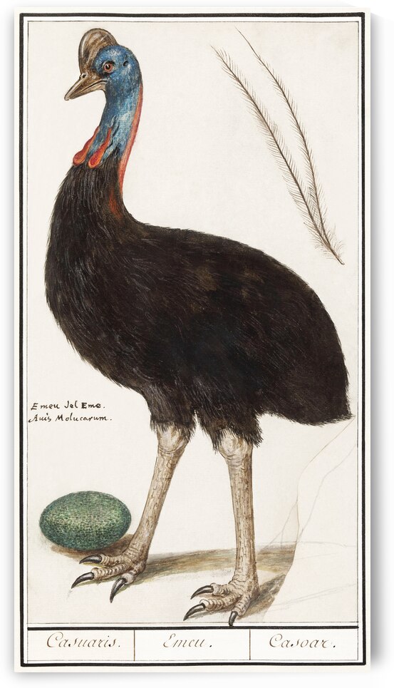 Cassowary vintage style by IStockHistory com