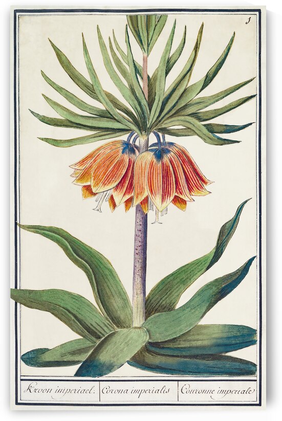 Kaisers crown in vintage style by IStockHistory com