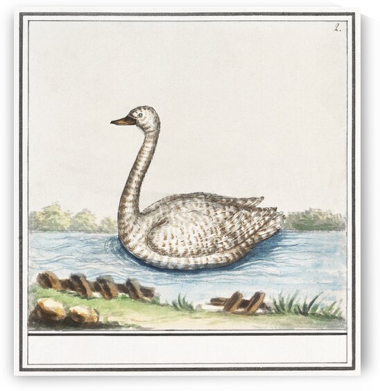 Swan in vintage style by IStockHistory com