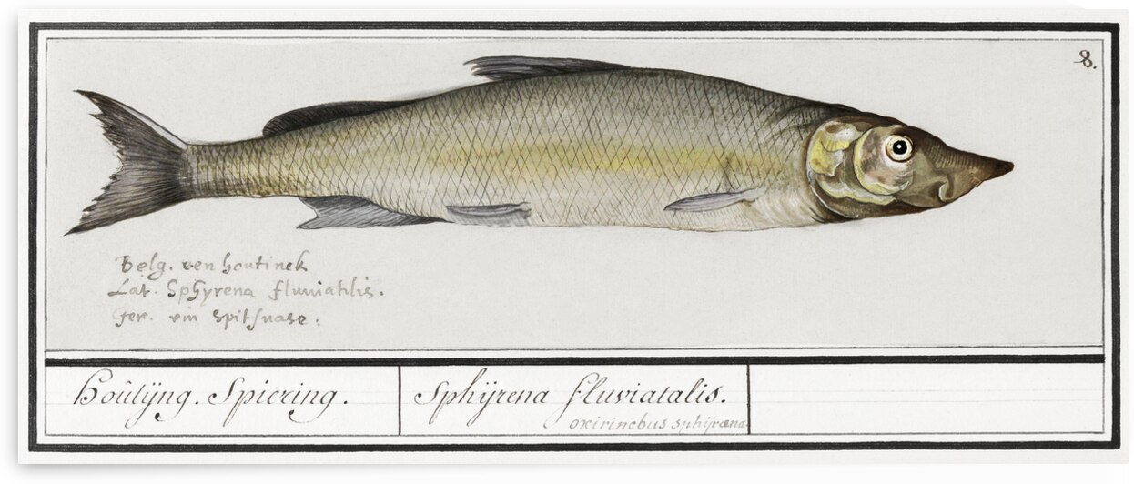 Houting in vintage style by IStockHistory com