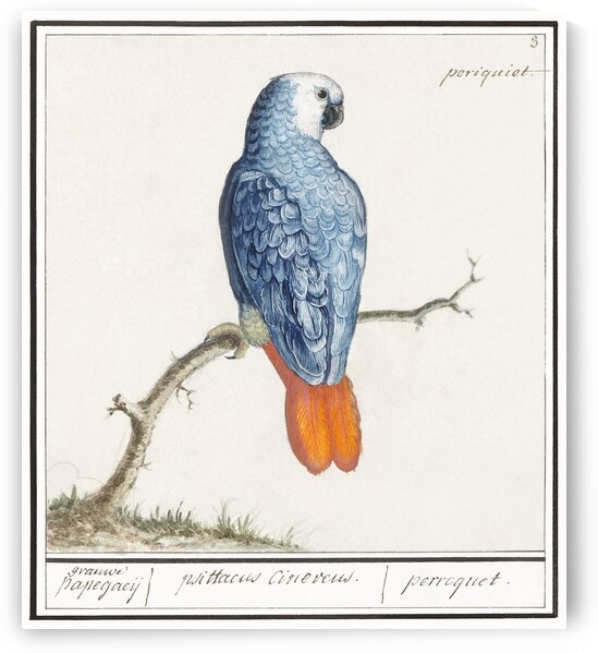 Grey parrot in vintage style by IStockHistory com