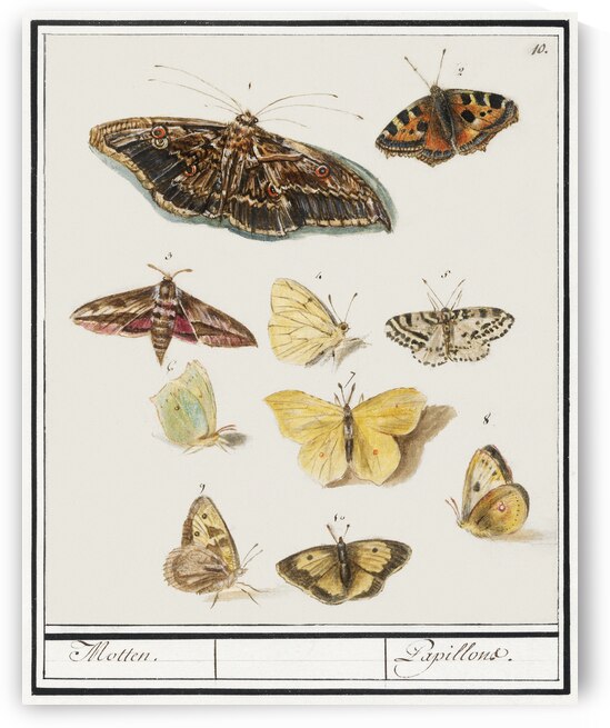 Butterflies and moths set by IStockHistory com