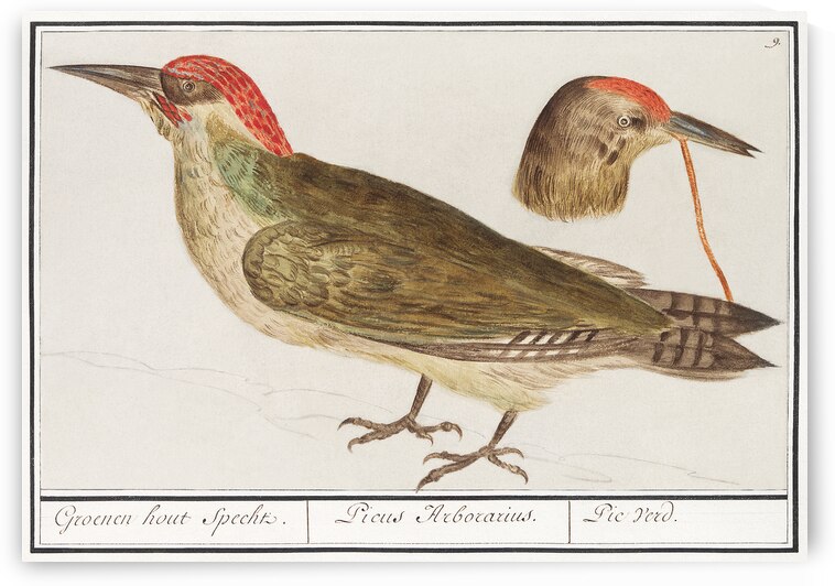 European green woodpecker in vintage style by IStockHistory com