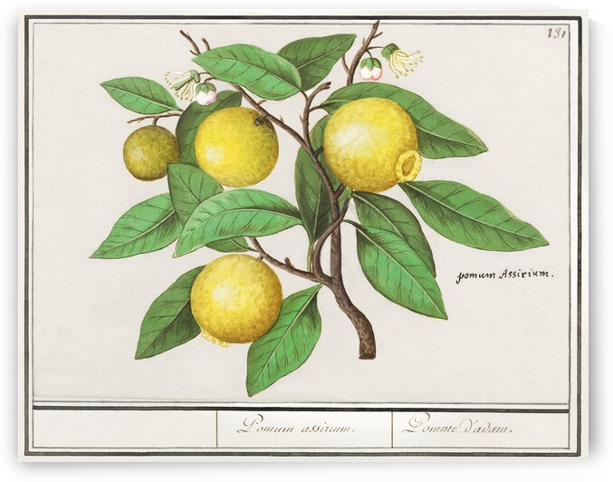 Lemon in vintage style by IStockHistory com