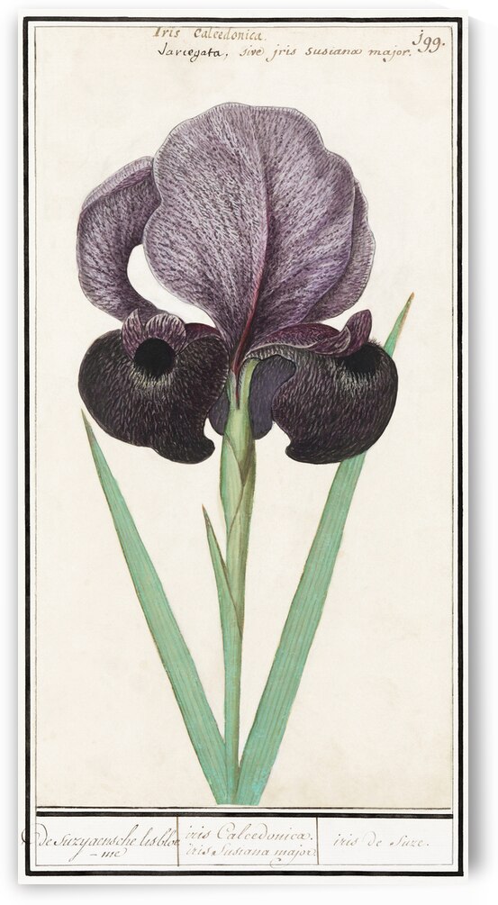 Mourning iris in vintage style by IStockHistory com