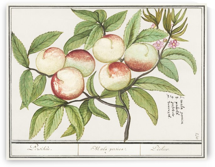 Tulip in vintage style by IStockHistory com