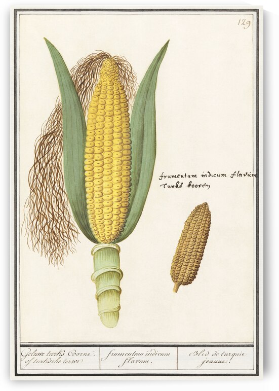 Corn in vintage style by IStockHistory com