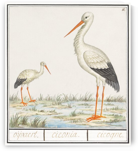 Stork in vintage style by IStockHistory com
