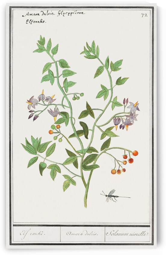 Bitter nightshade in vintage style by IStockHistory com