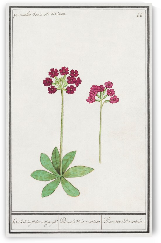 Primrose in vintage style by IStockHistory com