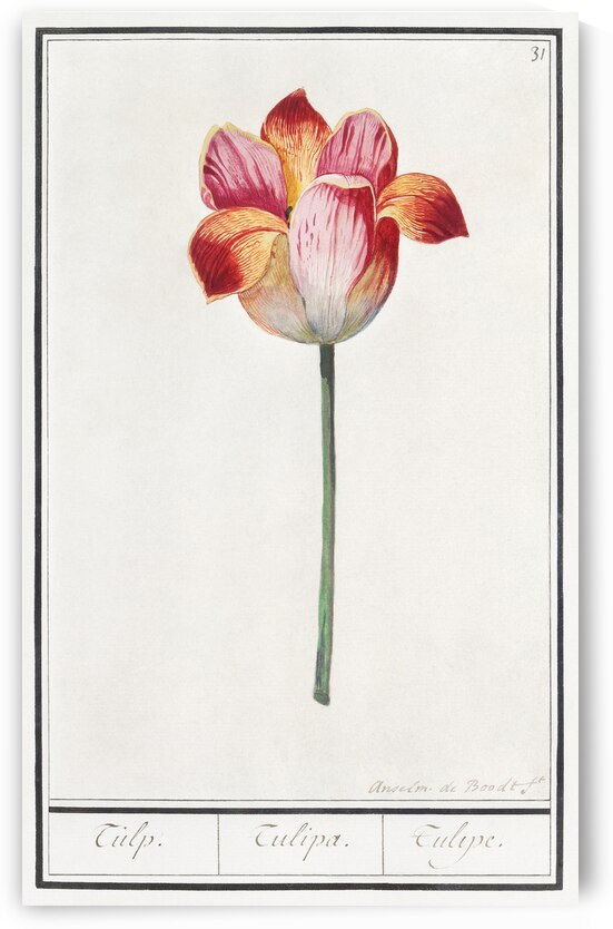 Tulip in vintage style by IStockHistory com