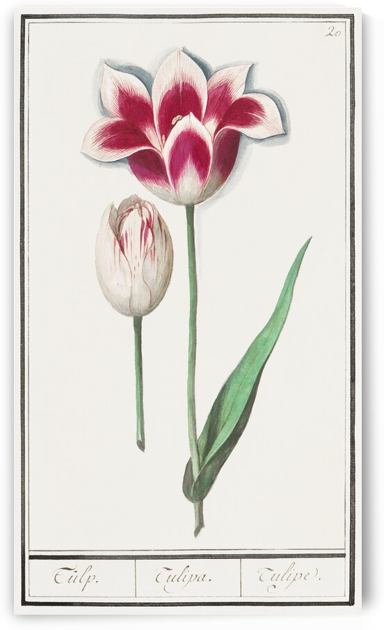 Tulip in vintage style by IStockHistory com