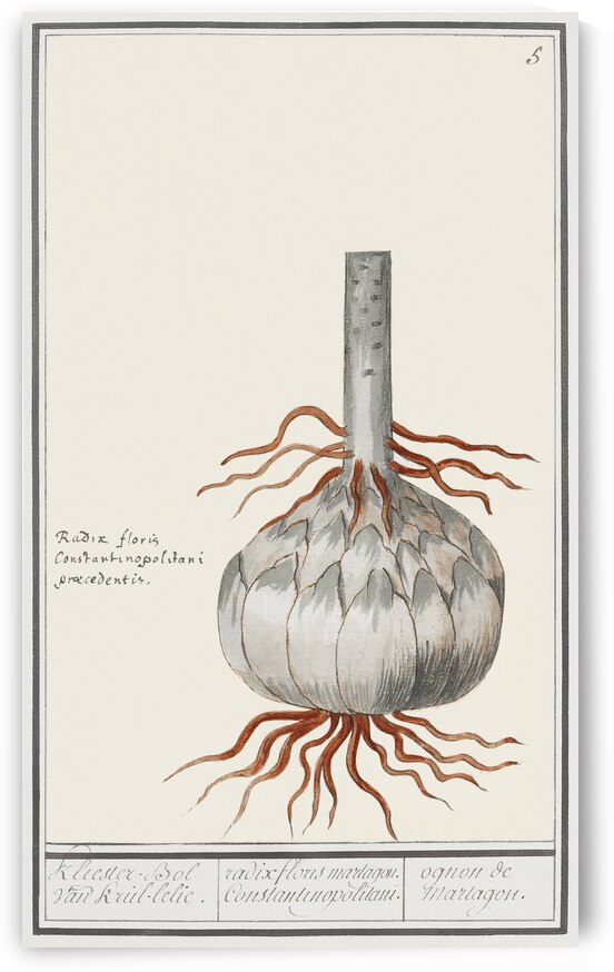 Globe of red lily in vintage style by IStockHistory com