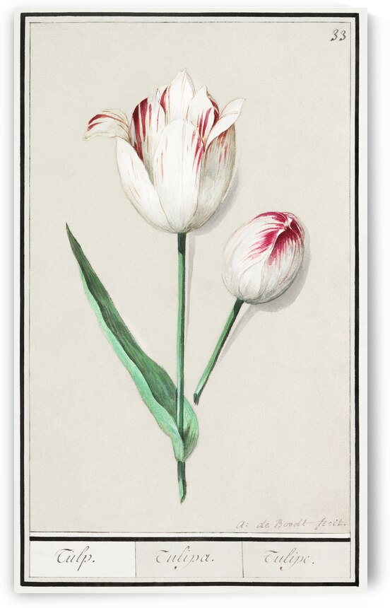 Tulip in vintage style by IStockHistory com
