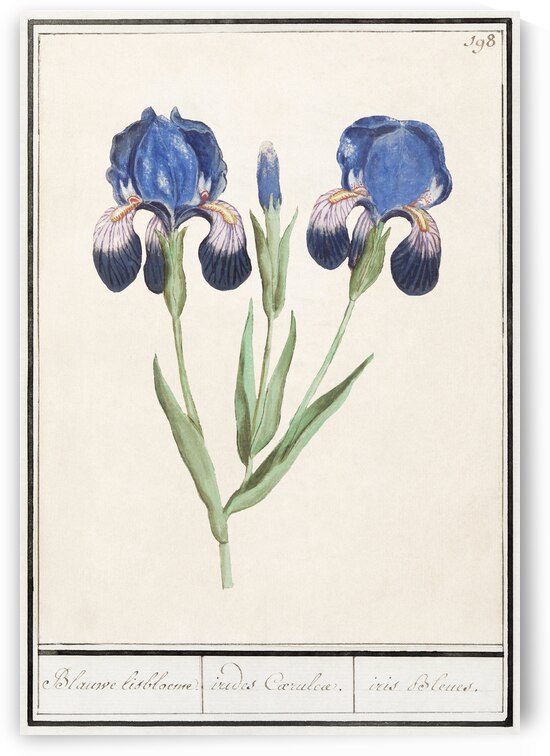 Purple iris in vintage style by IStockHistory com