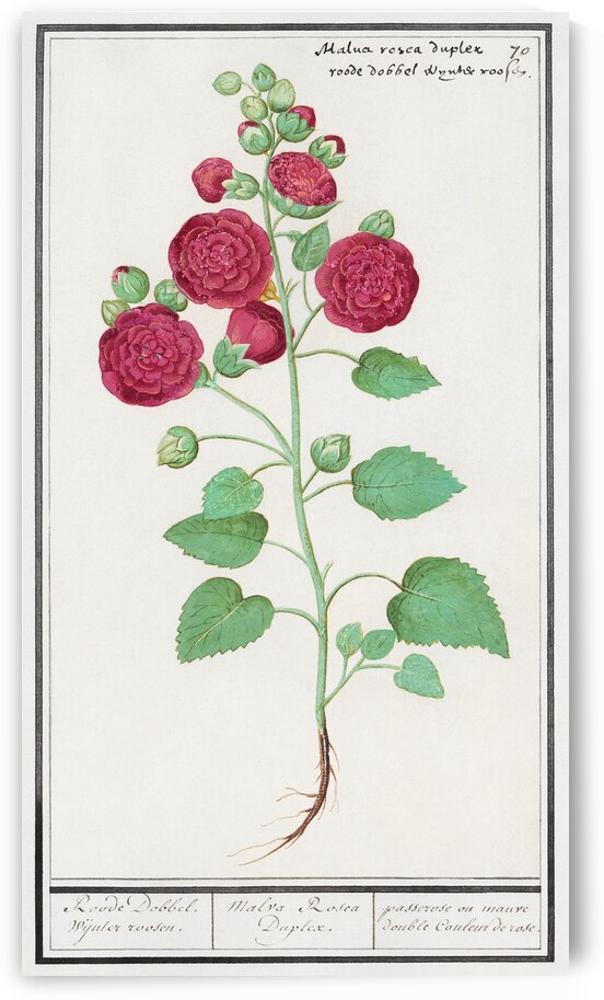 Cyclamen in vintage style by IStockHistory com