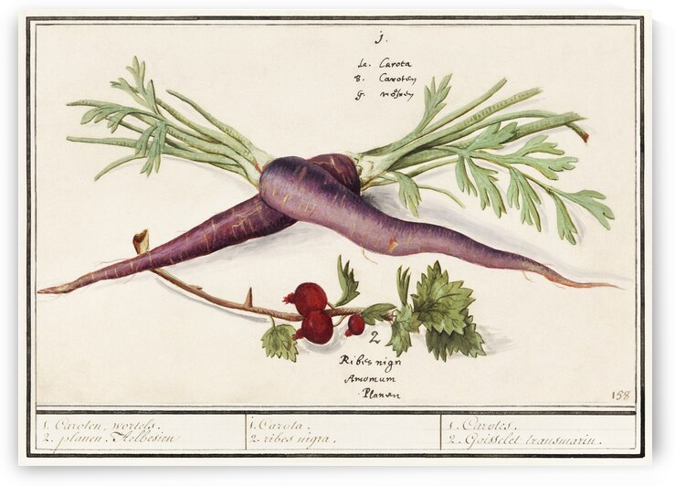 Carrot and red currant in vintage style by IStockHistory com