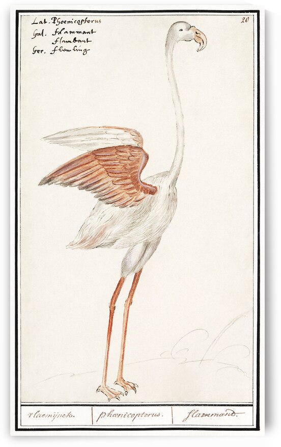 Flamingo in vintage style by IStockHistory com