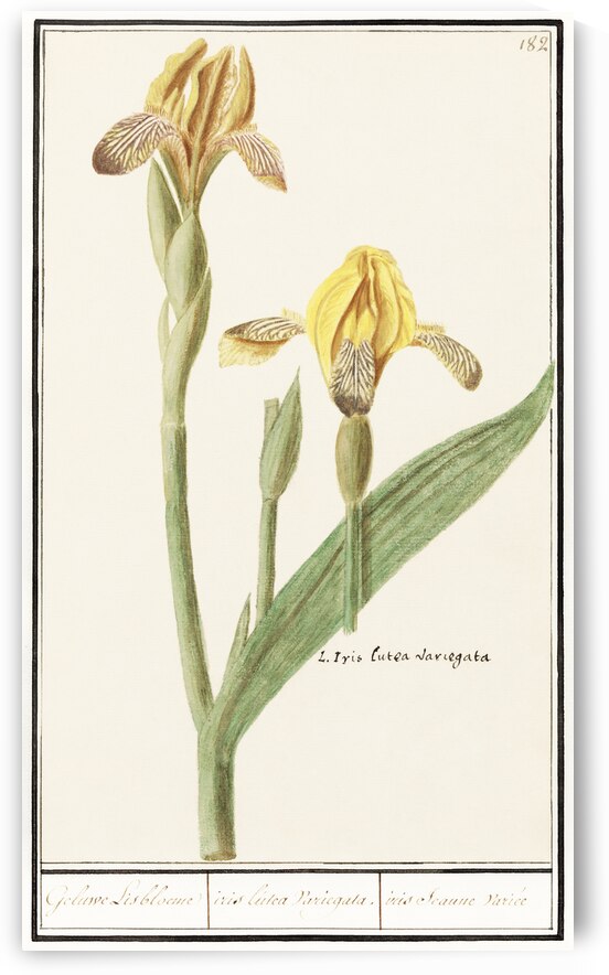Yellow iris in vintage style by IStockHistory com