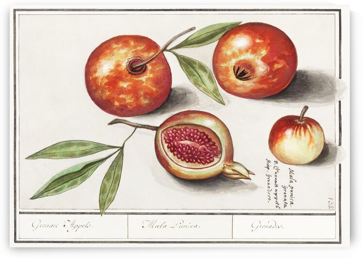 Olive in vintage style by IStockHistory com