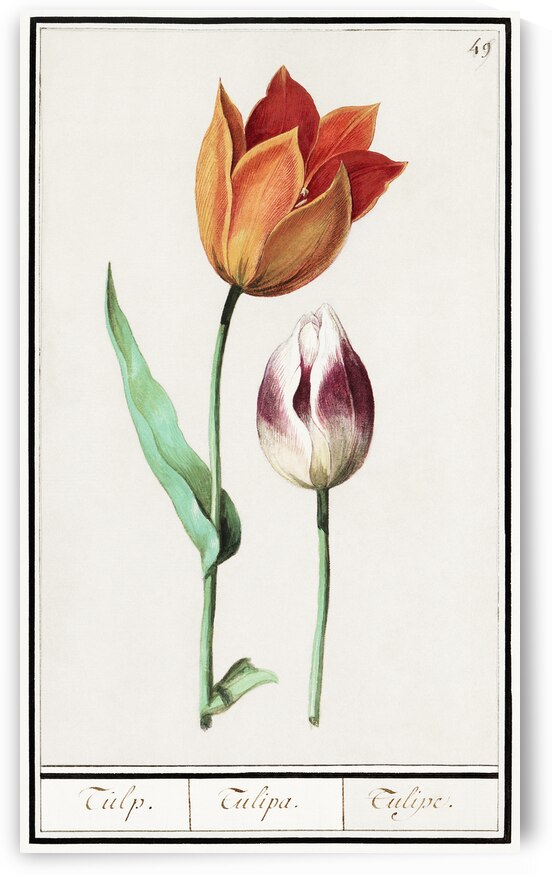 Tulip in vintage style by IStockHistory com