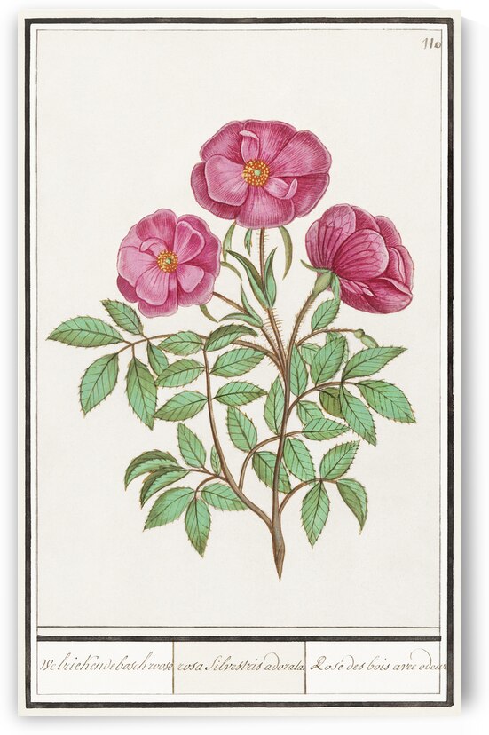 Wild rose in vintage style by IStockHistory com