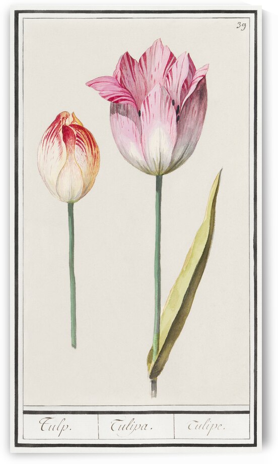 Anemone in vintage style by IStockHistory com