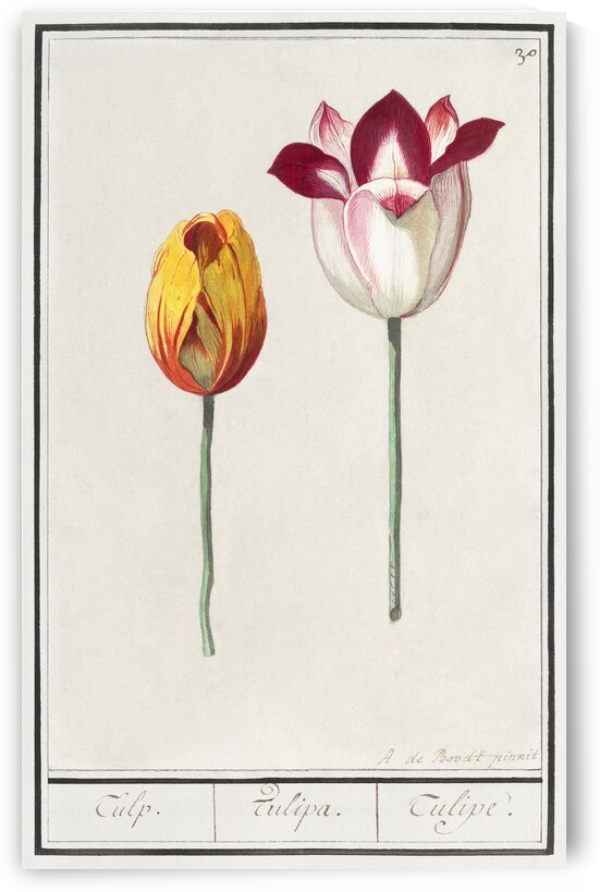 Tulip in vintage style by IStockHistory com