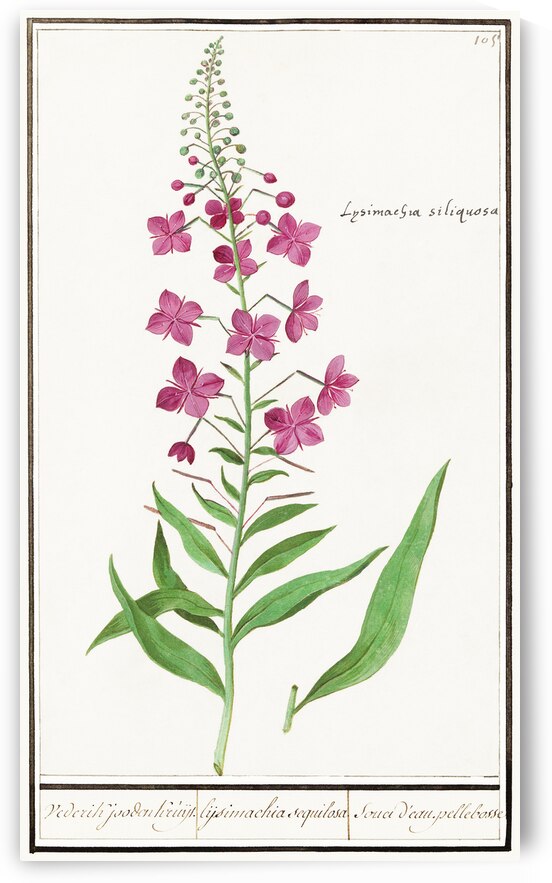 Willowherb in vintage style by IStockHistory com