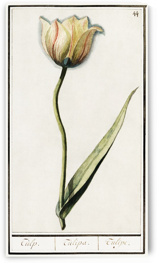 Tulip in vintage style by IStockHistory com