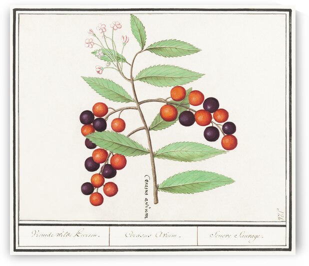 Bird cherry in vintage style by IStockHistory com