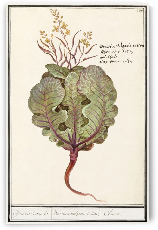 Cabbage in vintage style by IStockHistory com