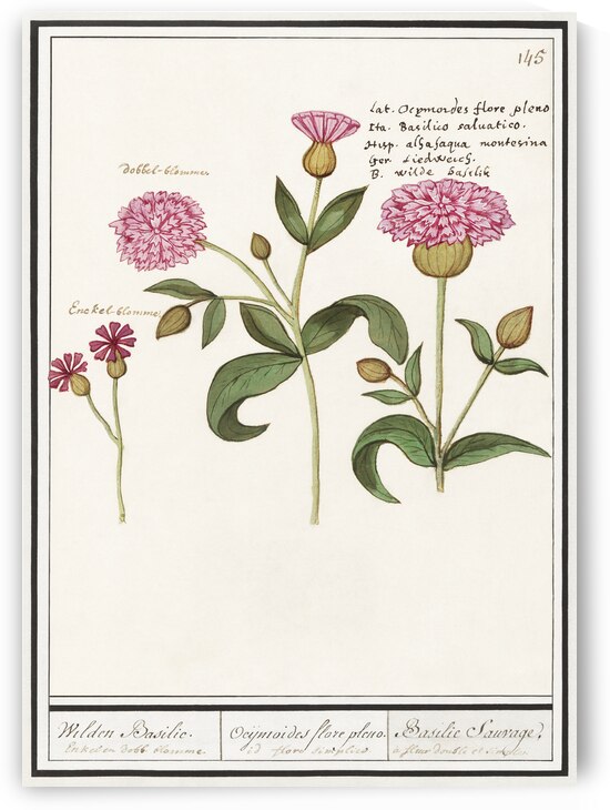 Orange daylily in vintage style by IStockHistory com