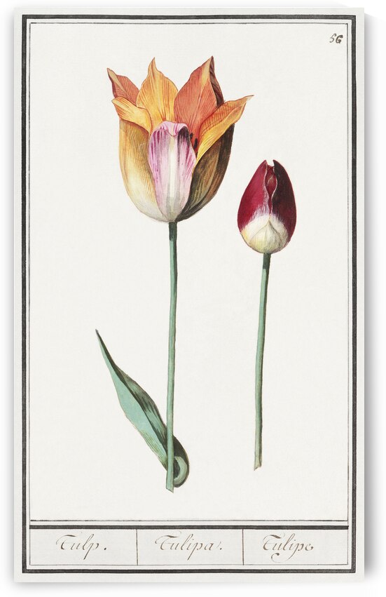 Tulip in vintage style by IStockHistory com