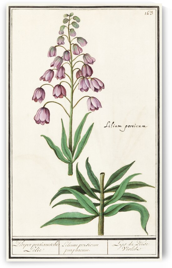 Persian lily in vintage style by IStockHistory com