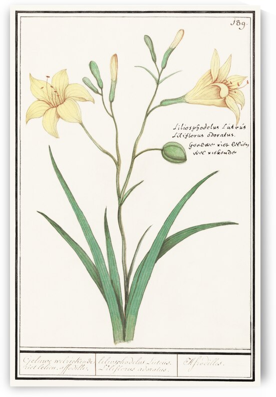 Yellow lily in vintage style by IStockHistory com