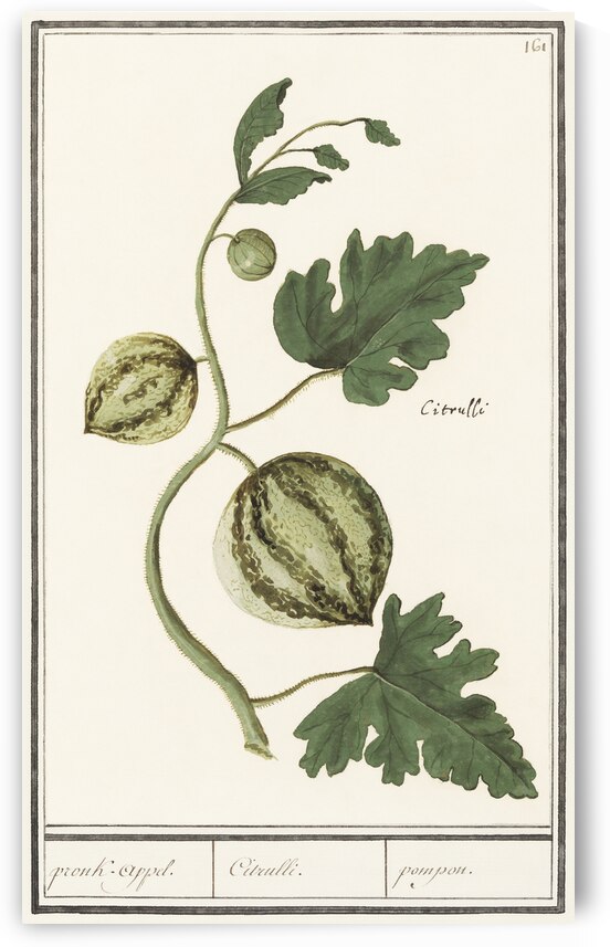 Watermelon in vintage style by IStockHistory com