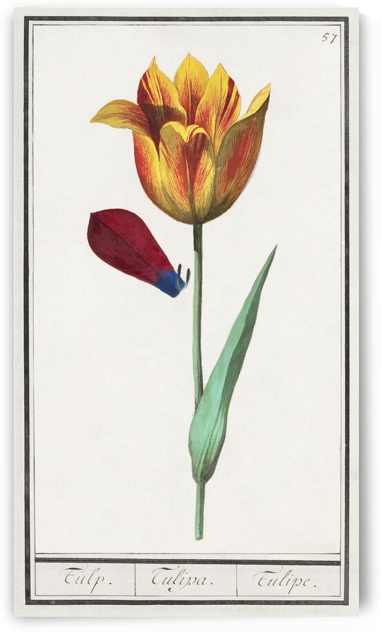 Tulip in vintage style by IStockHistory com