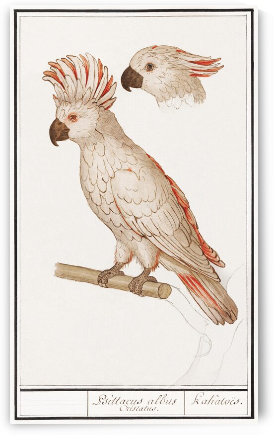 Moluccan cockatoo vintage style by IStockHistory com